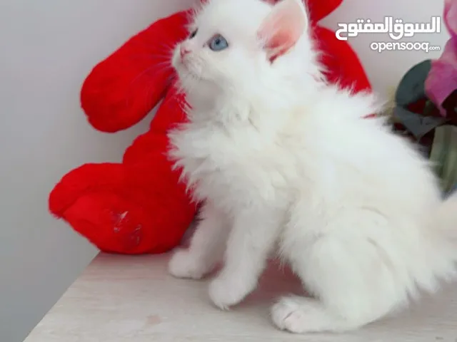 Pure Persian kittens moon face long hair
