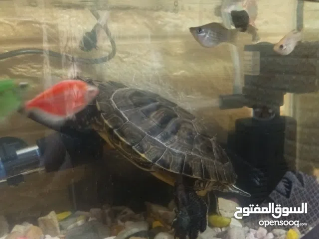 سلحفاه مائيه