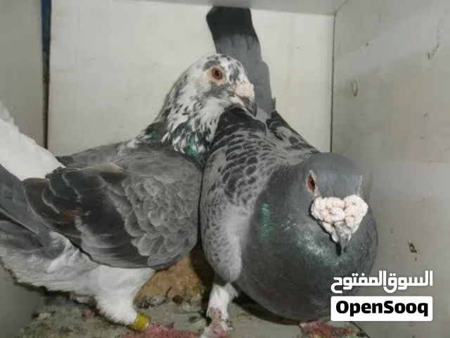 مطلوب زواجل حلاوي لرس لقديم ابو منكار وثومه لعنده لايقصر