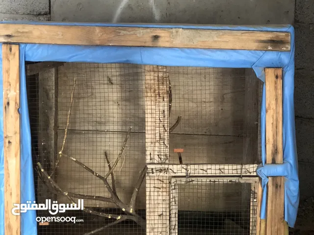 بـارتي زيبرا للبيع