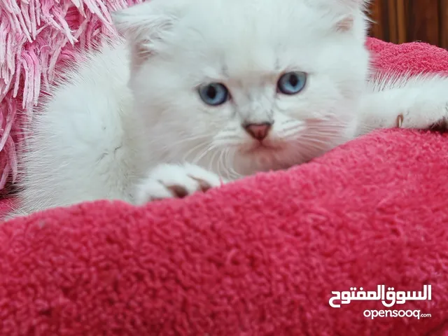 قطط سكوتش فولد وبريتش شورت هير شانشيلا بيور جميلات جدا ومدربات على قضاء الحاجة