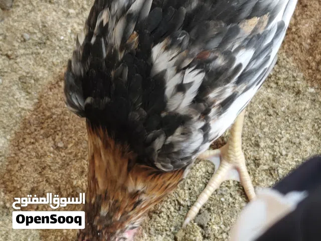 ديوجة كويتي بسعر جدآ مناسب شوف الوصف