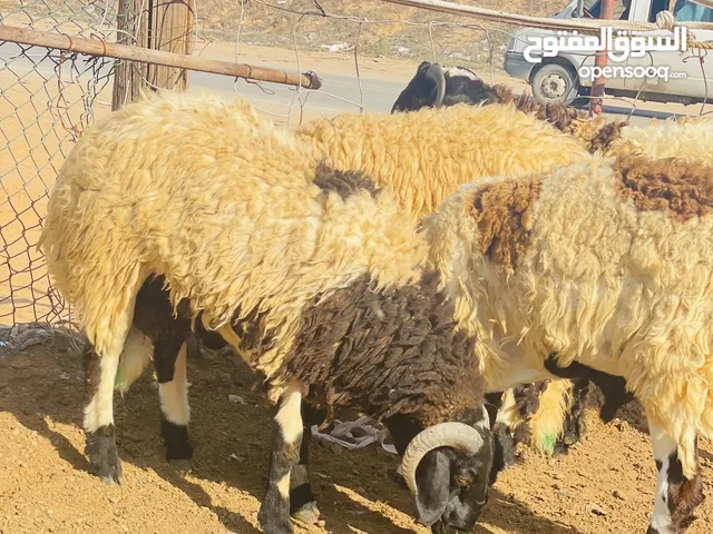 4 خرفان للبيع