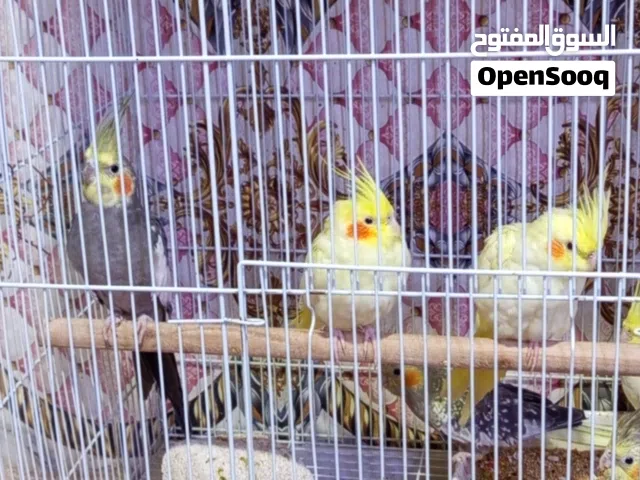 الهم صلي على محمد وال محمد  كوكتيل مخاليف اصفر و حبشي