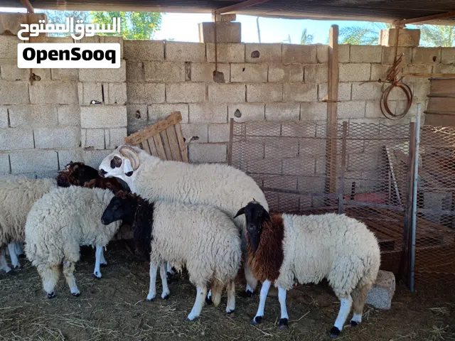 خمسه حوليات