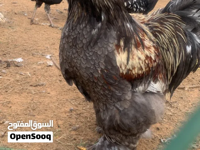 ديك براهما