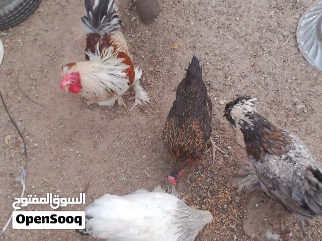دجاج للبيع، براهمة وعربي، ومكلش، ديج وتلث دجاجات