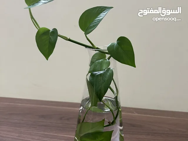 Indoor Live Money Plant for Decor