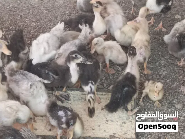 بط محلي صغار و كبار