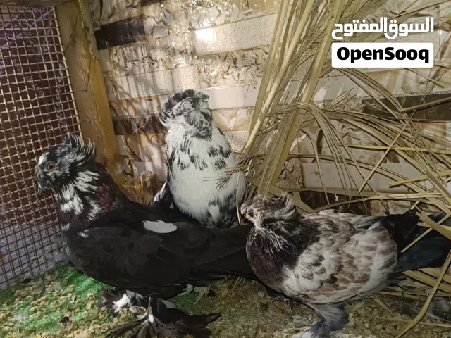 دماكش + ابو الفوطة