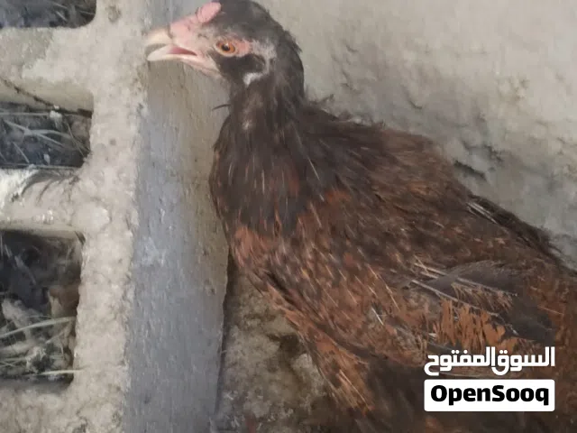 دجاجه نوع ام الحيه وبصحه ممتازه وبياض