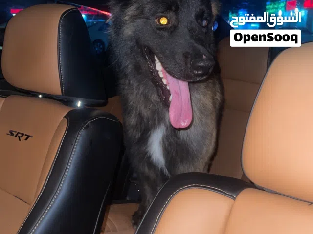 جيرمن ورك لاين