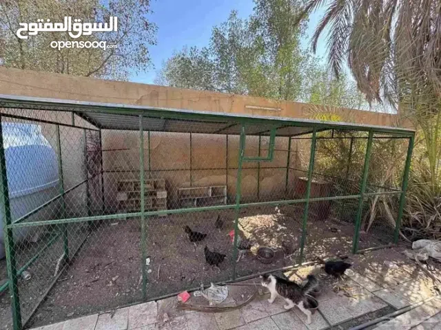 قفص محبس محكر للدجاج