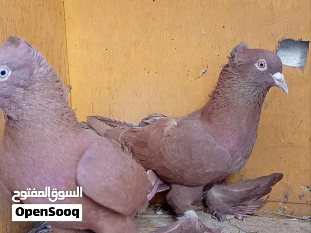 متاح فحله رواعب ونان جاهزات
