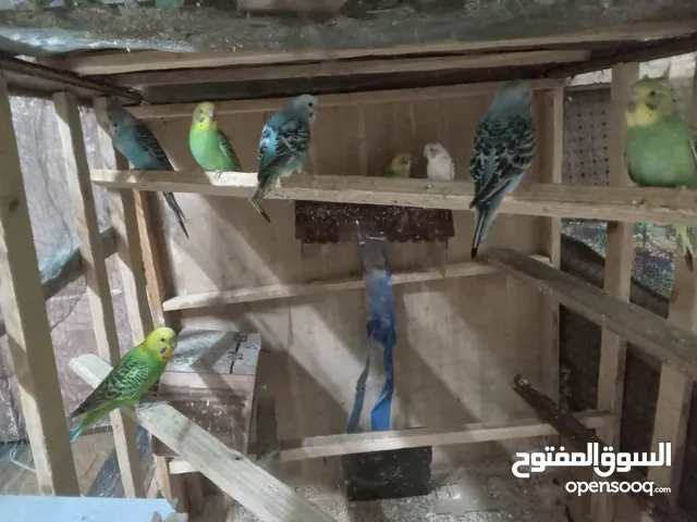 عصافير الحب بألوان جميلة ورائعة بسعر 5دنانير بأصوات جميلة وعذبة