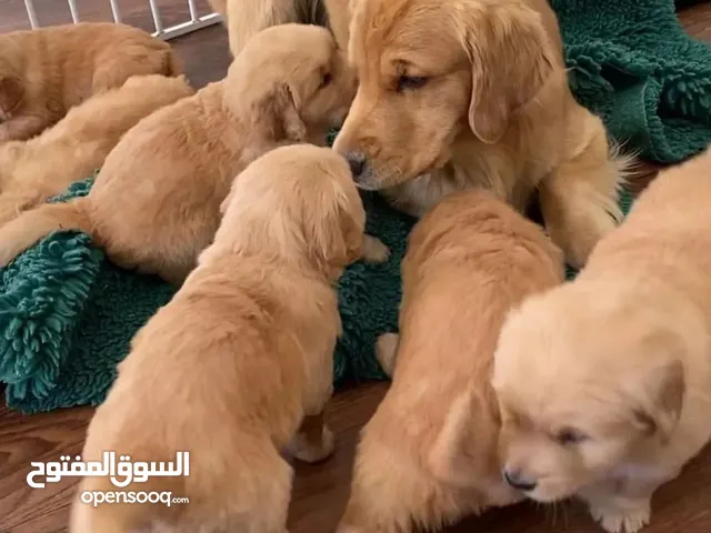 Males and Females Golden Retriever puppies available