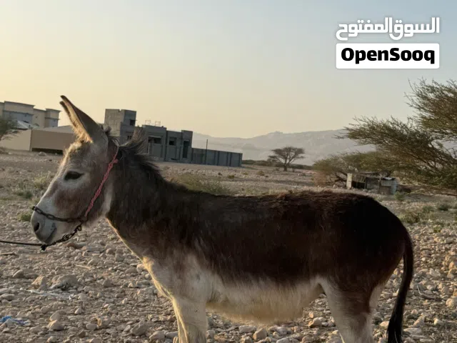 للبيع حمار.