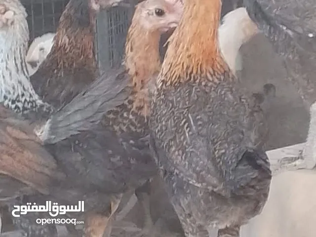مطلوب اسطول