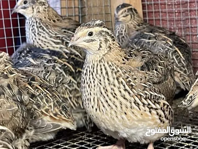 موجود فرخات لاحم نوع روس عمر 17 يوم وزن لايقل عن واحد كيلو سعر دينار الحبه فرخات شغل دلال خلطات أعشا