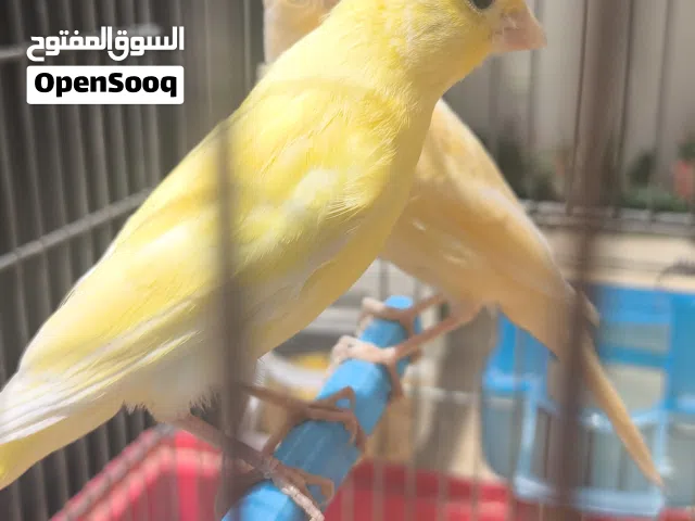 4 ذكورة كناري محليات ماشاء الله