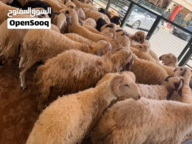 اضاحي العيد سمان و باسعار مناسبة احجز اضحيتك الان و اترك الباقي علينا