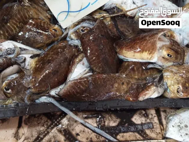 أسماك جديدة طازجة