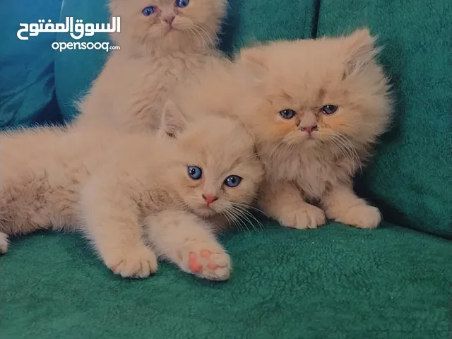 قطط هملايا بسعر مغري