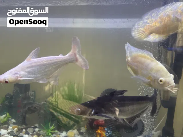 اسماك وحوض مجهز بمضخات اكسجين وكذلك سمكه كبيره وحوض صغير مجانا عند الشراء
