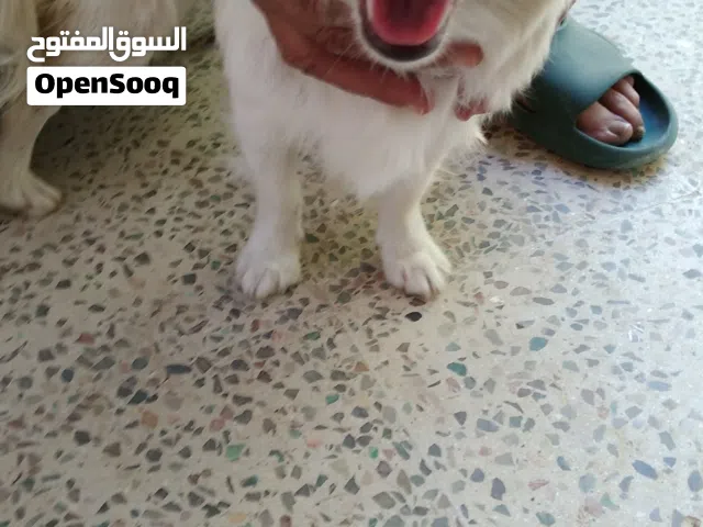 كلاب لولو فوكس سكر و بيلا وتوتو كتير مرحين وبحبو يلعبو بيور بيور