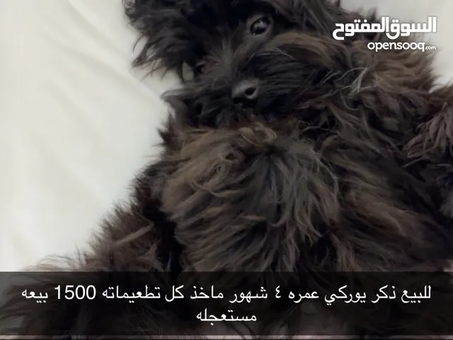 Yurki-shire يوركي للبيع