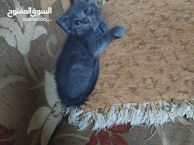 قطط سكوتش عدد 6 قطط للبيع