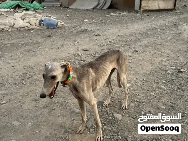 كلبه سلق لبيع اقرأ الوصف