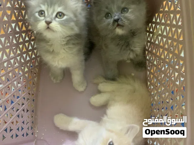 قطط صغار للبيع كلش حلوات ونظيفات