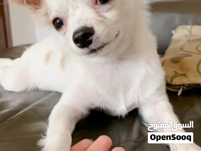 Chihuahua Puppy