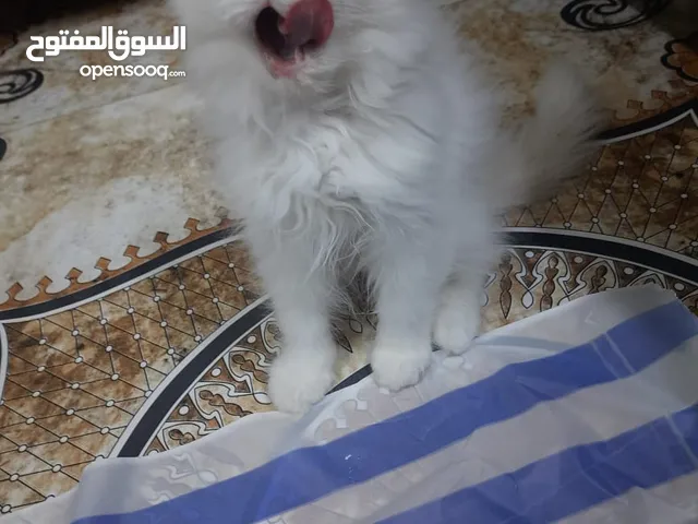 قطط شيرازي ذكور العمر شهرين