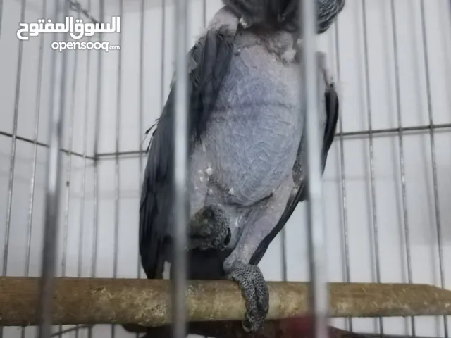 ببغاء كاسكو افريقي اليف متكلم