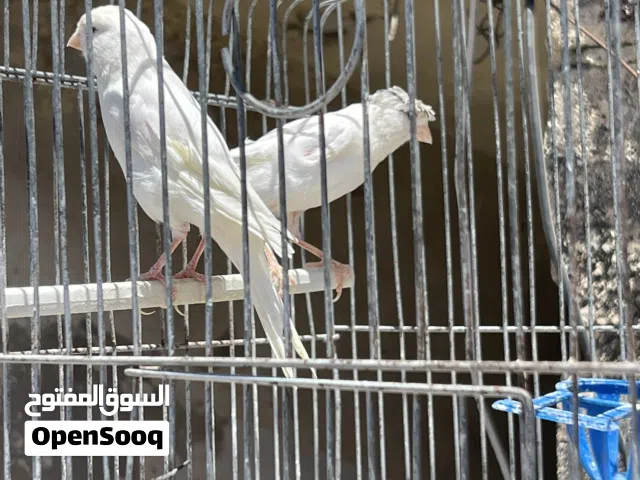 طيور كنار للبيع