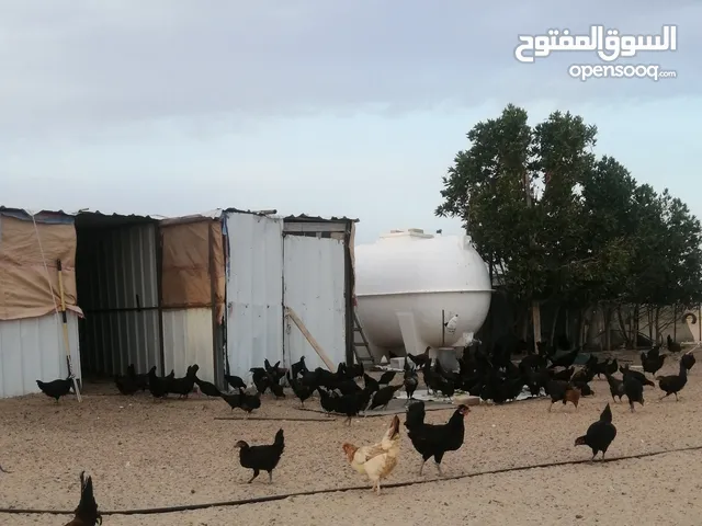 للبيع دجاج عراقي وكم حبه عربي
