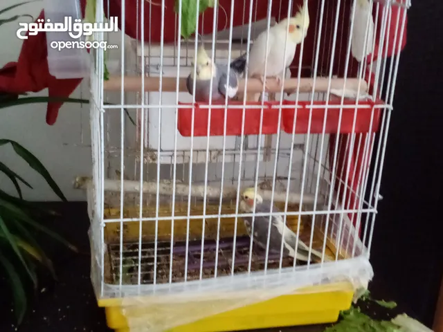 إضافي كوكتيل