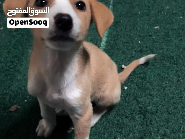 جرو مكس ذكر