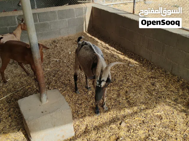 للبيع   تيس فحل صلالي من الاحجام الضخمة اللون كريمي ملكي اصمع  العمر سنتين وشوية.