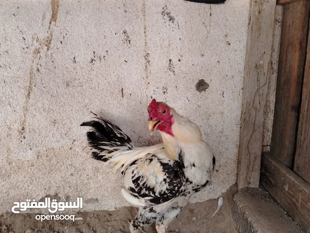 ديك تايلندي العمر 8شهور