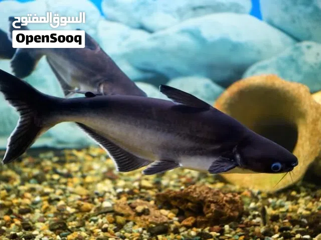Healthy Iridescent Sharks (Pangasius catfish)forsale (urgent)/أسماك قرش قوس قزح صحية (سمك السلور بان