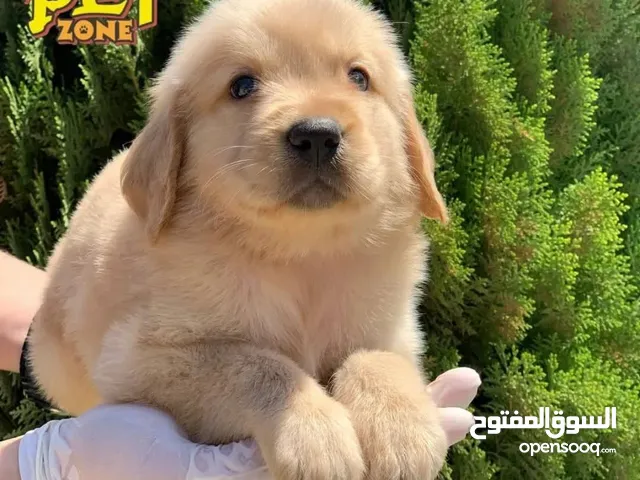 جـــــــــراء جـــــــــــولدن ريتــــــــــريفر