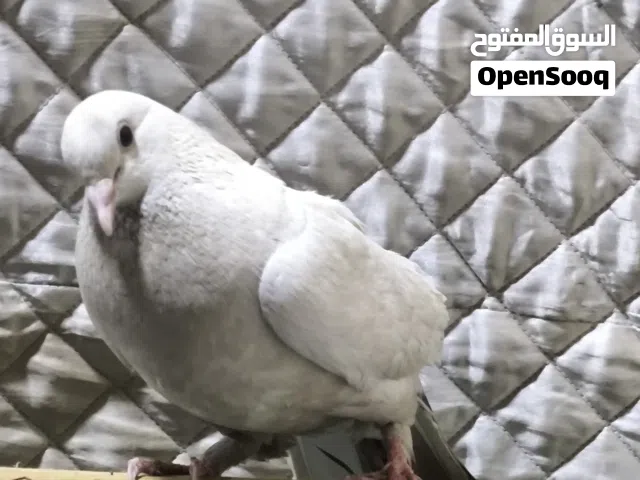 متاح حمام 2 طيور ب5