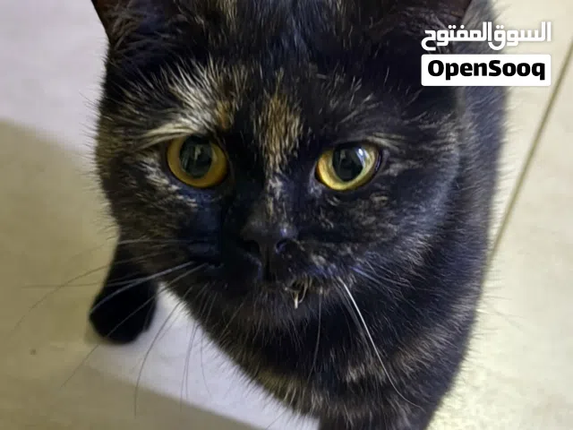 Tortoiseshell shorthair mix(Half British Shorthair x Half Turkish Angora)