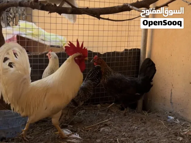 دجاج عماني بياض