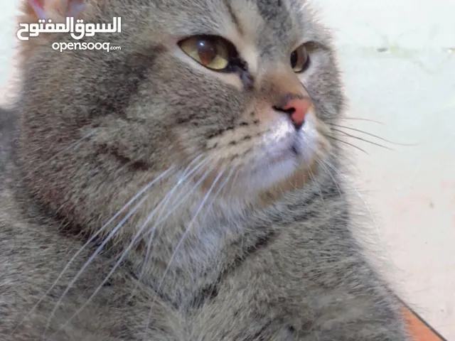 سمسم قط سكوتش فولد ستريت