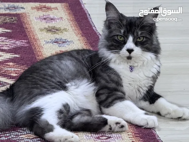قط ذكر سيبيري جميل يشبه Maine Coon للبيع مع كامل مستلزماته