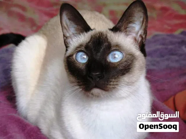 مطلوب قطة سيامي